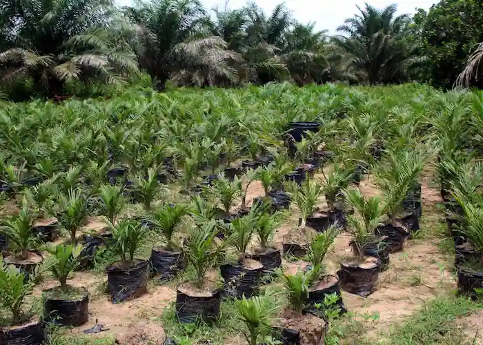 Palm Oil Company in Nigeria